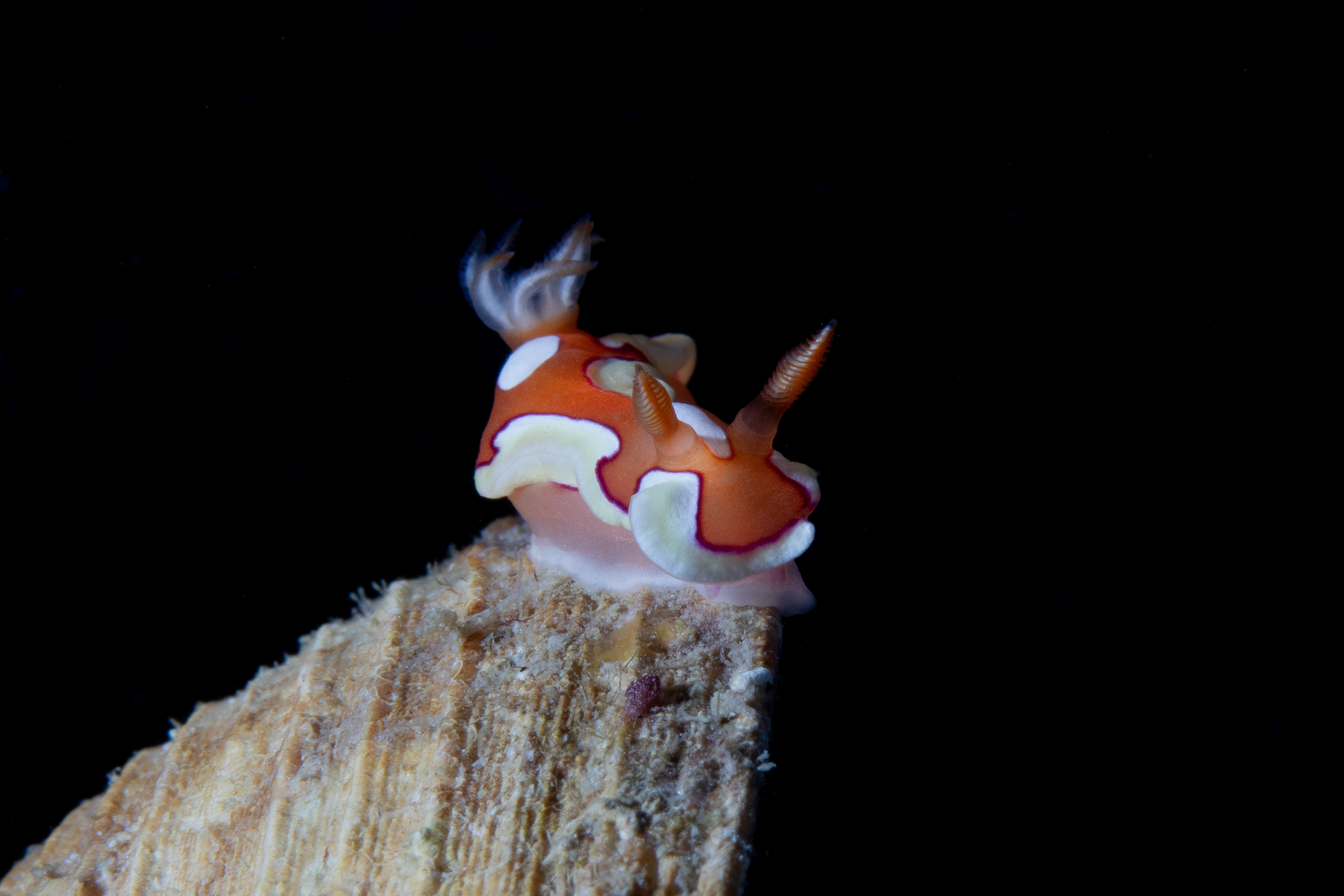 Durvilledoris pusilla